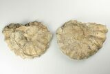 Cut/Polished Fossil Ammonite (Calycoceras) - Texas #198200-3